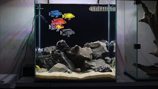 ASMR African Cichlids Tank Setup  LAKE MALAWI BIOTOPE African Cichlid Aquarium [upl. by Gene]