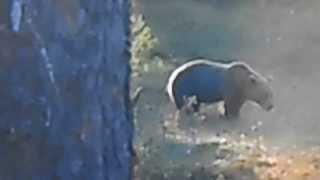 Wild brownbear and wolverine near Lofsdalen Sweden [upl. by Earehs]