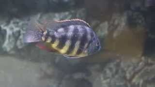 Placidochromis spec johnstoni Solo [upl. by Seditsira838]