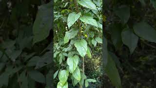 Habitat and leaves of Tiliacora acuminata [upl. by Noit]