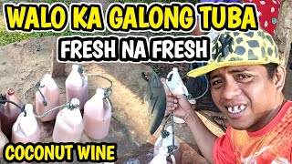 FRESH NA FRESH YONG TUBA SA MANUGANG KO BAGONG KUHA COCONUT WINE [upl. by Orfield]