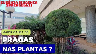 EUGÊNIA Eugenia sprengelli Dicas de Cultivo plantas [upl. by Mij954]