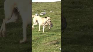 Good retrieve rabbiting ferreting hunting lurcher sukithesaluki rabbitexpress workinglurcher [upl. by Anilah]