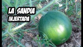 Injertar Sandia en Calabaza  Evolución y Cuidados [upl. by Carine]