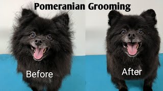 Pomeranian Grooming [upl. by Frederico667]