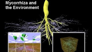 Mycorrhiza I – Mycorrhiza and the Environment [upl. by Ashlin860]