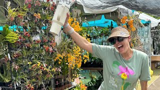 Redland International Orchid Festival 2024 Great Vendors amp Orchids Tips Before You Go Preview Day [upl. by Bust]