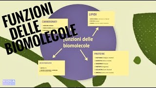 FUNZIONI delle biomolecole  Violabiochimica [upl. by Singhal]