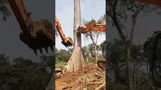 Excavator Cutting Tree 😲technology machinery machine satisfying tree machinegunkelly [upl. by Yennor]