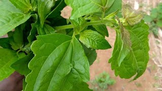 CHROMOLAENA ODORATA Leaf Tea Benefits [upl. by Emyle]