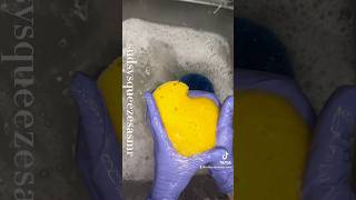 final rinse oddlysatisfying cleantok oddlysatisfyingspongesqueezing satisfying [upl. by Behm]