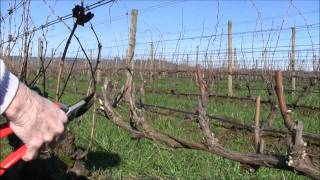 Cordon Pruning In the Vineyard Featuring Eugenia Keegan [upl. by Odareg187]