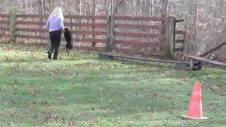 Mini Australian Shepherd Agility Course [upl. by Suiravad]