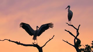 White storks before the sunrise  Ciconia ciconia [upl. by Ashraf]