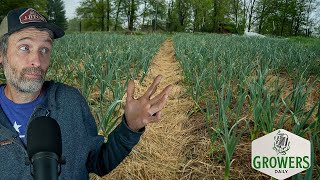 Do You Have to Mulch Garlic  Sweet Potatoes Grown Three Ways [upl. by Anirbes]