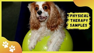 🐶 Easy AtHome Exercises for Cavaliers with Chiari Malformation  Balance Proprioception amp More [upl. by Armallas14]