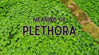 What is the meaning of Plethora [upl. by Atiuqahc874]