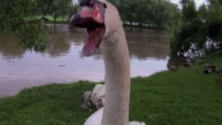 Huge Swan Protects Chicks [upl. by Mecke155]