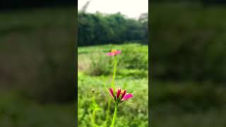 Flower rain videography nature [upl. by Amargo]