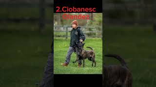 Top 5 Rase De Câini Ciobanesti Pentru Pază Și Protecție shorts malinois germanshepherd kangal [upl. by Nosiaj697]