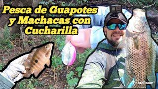 Pesca de Guapotes y machacas con cucharilla [upl. by Enelyam950]