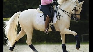 SOLD wwwsporthorsesonlinecom 2005 licensed pony stallion FEI level 142 hh [upl. by Georgena]