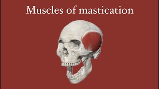 Muscles of mastication part 2 [upl. by Valentina701]