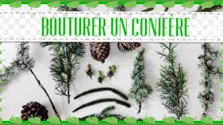 Bouturage des conifères 🌲 comment bouturer un sapin [upl. by Howard31]