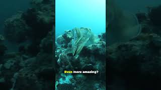 Cuttlefish Camouflage Natures Masters of Disguise shortvideo shorts shortsfeed [upl. by Elicia]