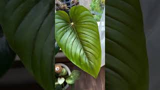 Philodendron Serpens [upl. by Halullat]