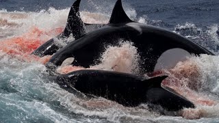 ORCA vs CACHALOTE  ¿Quién Ganaría  EPIC VERSUS 🐳 [upl. by Atteselrahc]