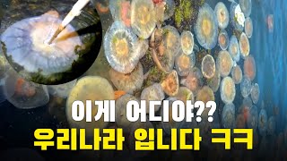 해파리로 조금 난리난 울산 상황 [upl. by Robma496]