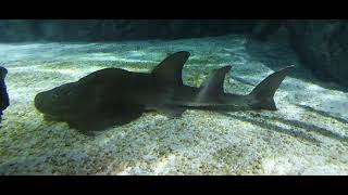 13 seconds of a Bowmouth Guitarfish [upl. by Chung]