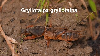 Gryllotalpa gryllotalpa  Gewöhnliche Maulwurfsgrille  European Molecricket [upl. by Bayard]