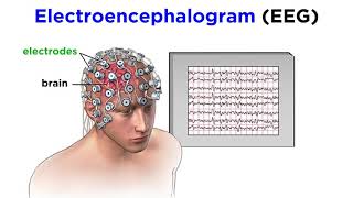 Research Methods of Biopsychology [upl. by Stirling295]