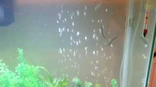 Black kuhli loaches playing [upl. by Nhaj]