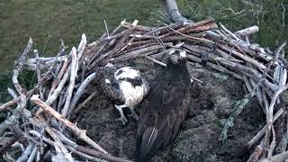 Bywyd Gwyllt Glaslyn Wildlife  Ffrwd Byw  Live Stream [upl. by Marcin]