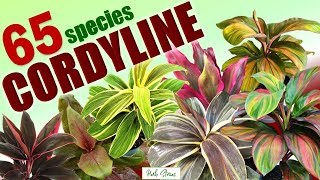 65 CORDYLINE SPECIES  HERB STORIES [upl. by Pedrotti]