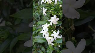 Tabernaemontana divaricata crape jasmine evergreen flowering shrubFamilyApocynaceae [upl. by Blodgett733]