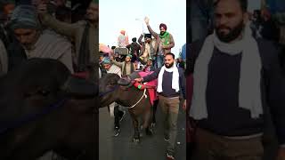 Jhota Race Khanjarpur to Tikri Border [upl. by Enirehtahc467]