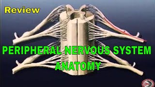 REVIEW  Basic Peripheral Nervous System Anatomy [upl. by Eshelman733]