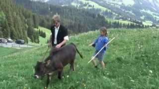 SWISS LAUENEN ZUGLE INALPES COWS [upl. by Yelich]