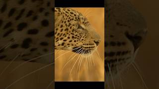 video shorts leopard [upl. by Charity]