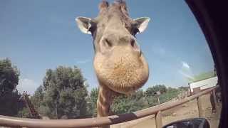 Zoosafari Fasano Italia animali in video con GoPro [upl. by Kery113]