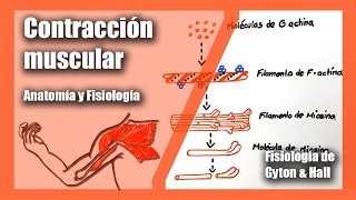 Contracción muscular  Anatomía y Fisiología  Fisiología de Gyton amp Hall  Musculo Esquelético [upl. by Janeta]