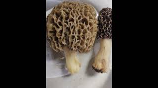 MORE MORE MICHIGAN MOREL MUSHROOMS I FOUND AND PICKED northernmichigan morelmushrooms mushroom [upl. by Aryas]