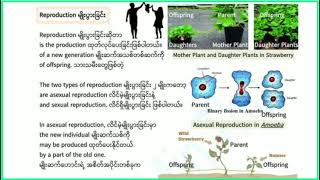 Reproduction မျိုးပွားြခင်း  Grade 10 Biology Chapter 1 စနစ်သစ် [upl. by Stanwood]