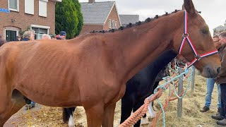 Paardenmarkt in Hedel am 07112022 Niederlande [upl. by Parshall193]