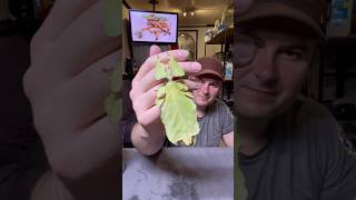 largest leaf stick insect in the worldPhyllium giganteumstickinsect animals rockninsectes [upl. by Finkelstein]