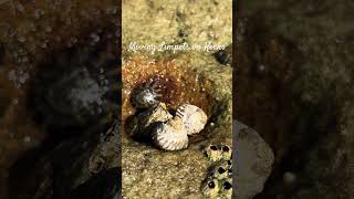 Limpets on Rocks [upl. by Alwitt]